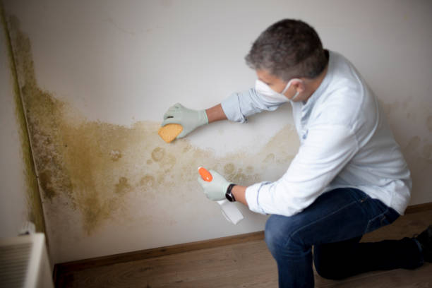 Biohazard Mold Removal in Woodburn, OR
